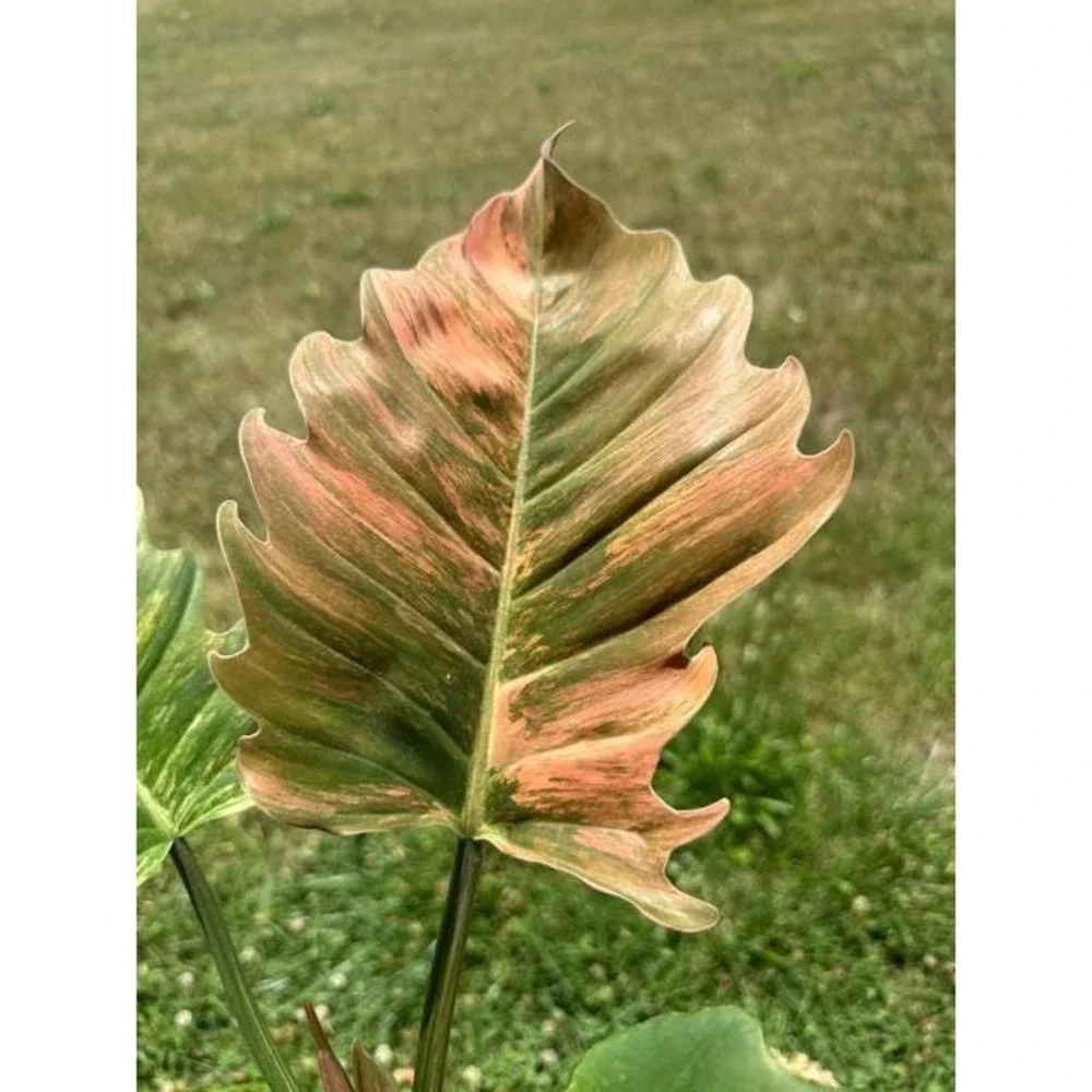 N/A this listing